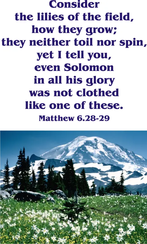 Year A Epiphany Eighth Sunday