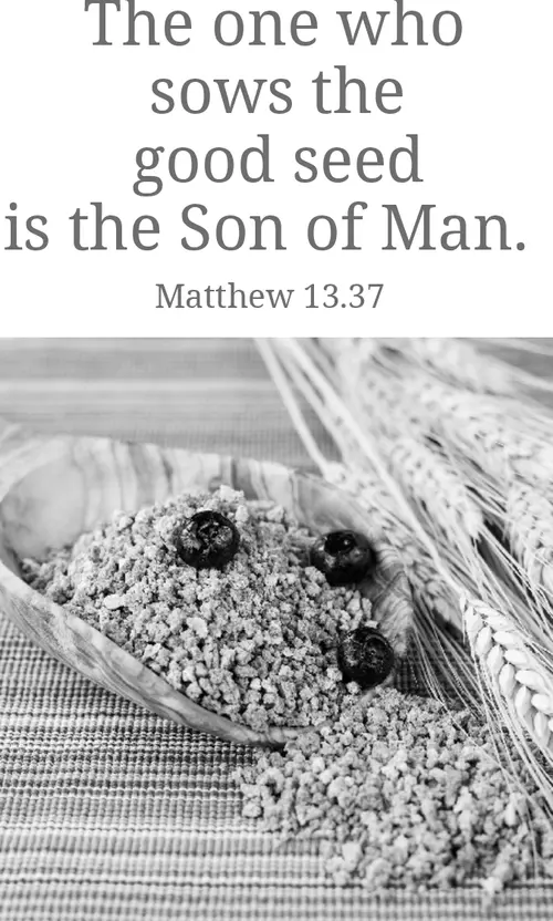 Year A After Pentecost Proper 11 (grayscale)