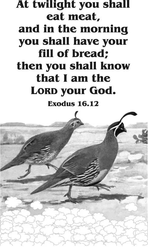 Year B After Pentecost Proper 13 (grayscale)