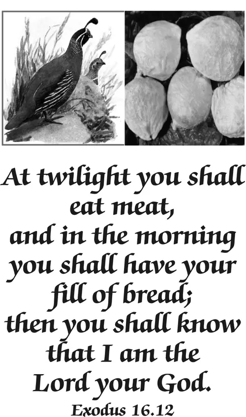 Year A After Pentecost Proper 20 (grayscale)