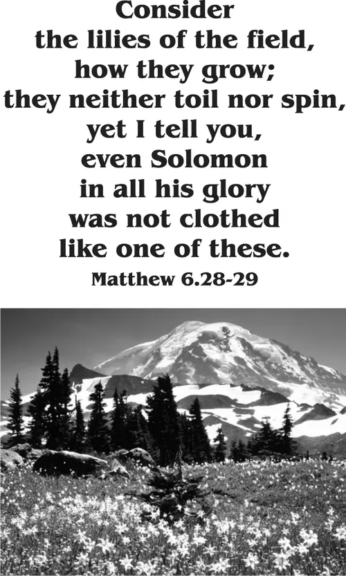 Year A Epiphany Eighth Sunday (grayscale)