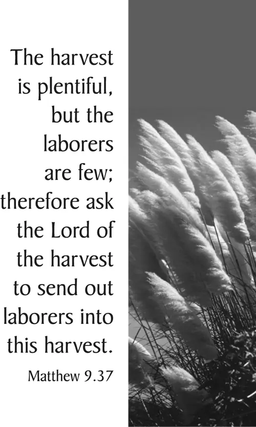 Year A After Pentecost Proper 6 (grayscale)