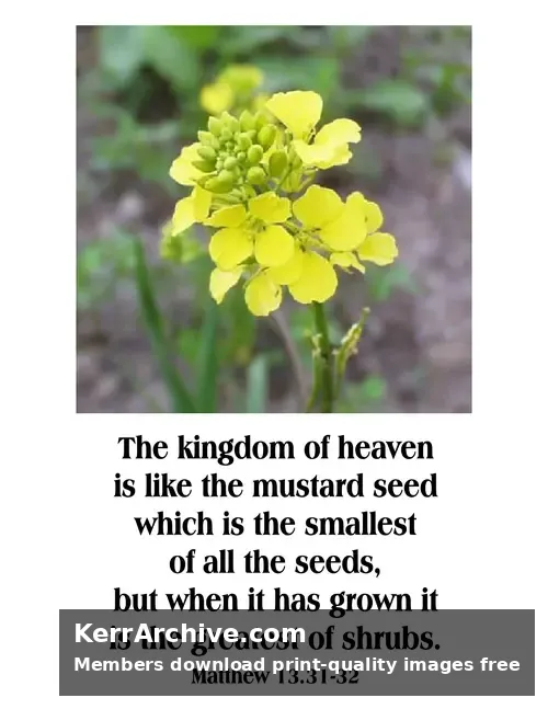 Year A After Pentecost Proper 12 — Matthew 13:31-32