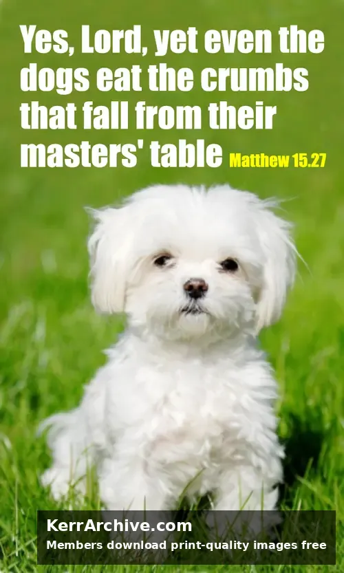 Year A After Pentecost Proper 15 — Matthew 15:27