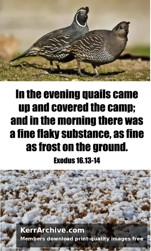 Year A After Pentecost Proper 20 — Exodus 16:13 14
