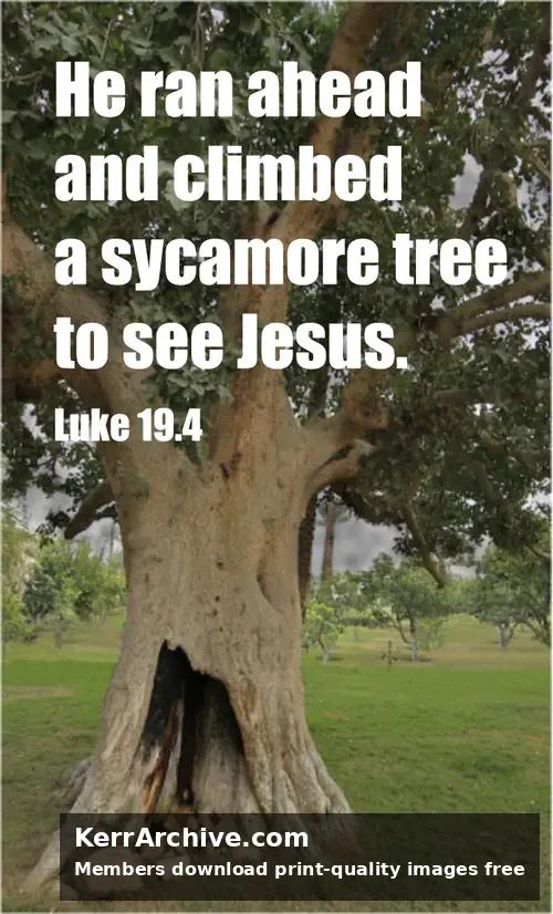 Year C After Pentecost Proper 26