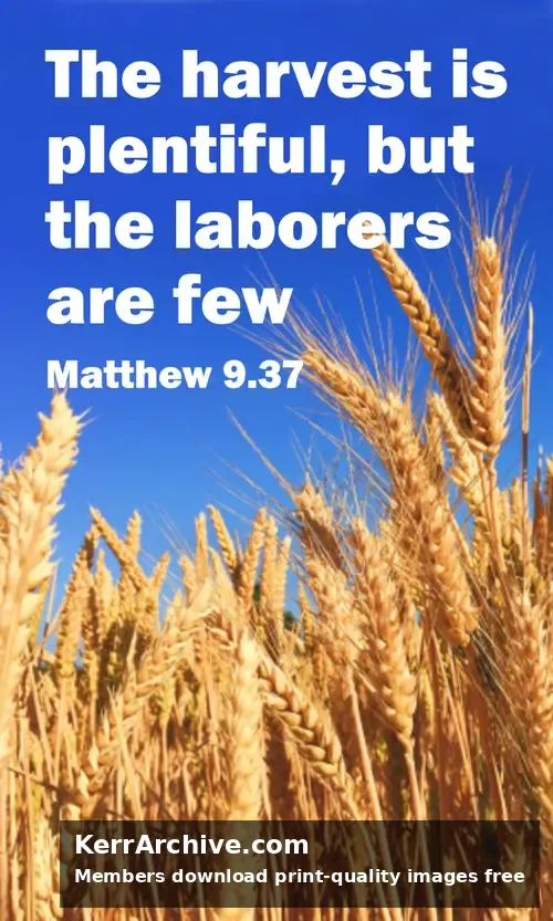 Year A After Pentecost Proper 6 — Matthew 9:23