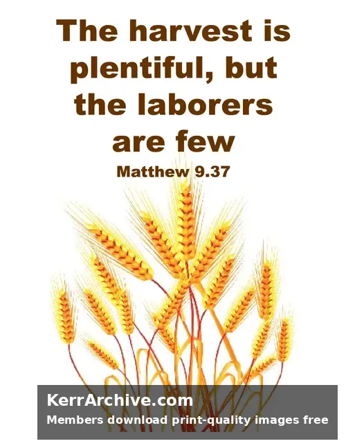 Year A After Pentecost Proper 6 — Matthew 9:37