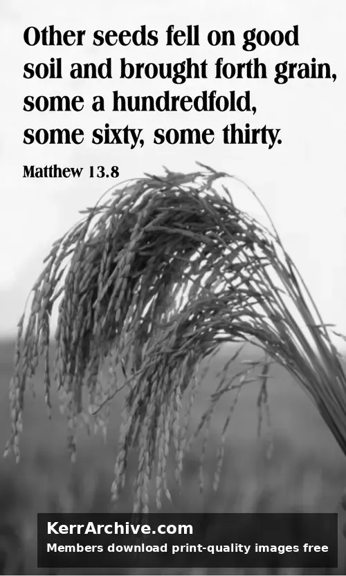 Year A After Pentecost Proper 10 — Matthew 13:8 (grayscale)