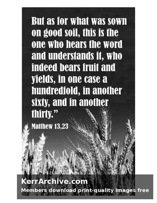 Year A After Pentecost Proper 10 — Matthew 13:23 (grayscale)