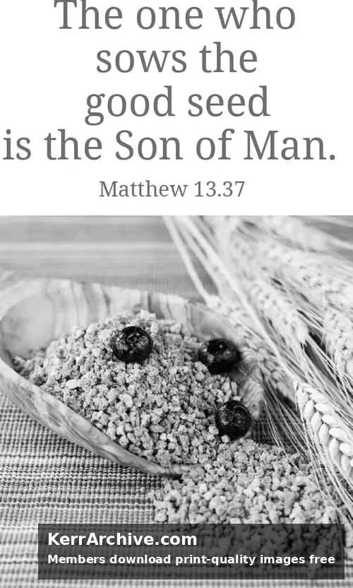Year A After Pentecost Proper 11 (grayscale)