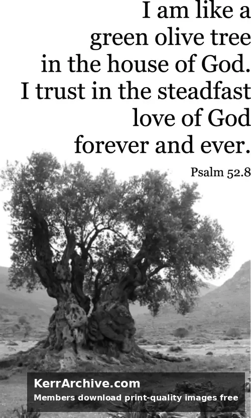 Year C After Pentecost Proper 11 — Psalms 52:8 (grayscale)