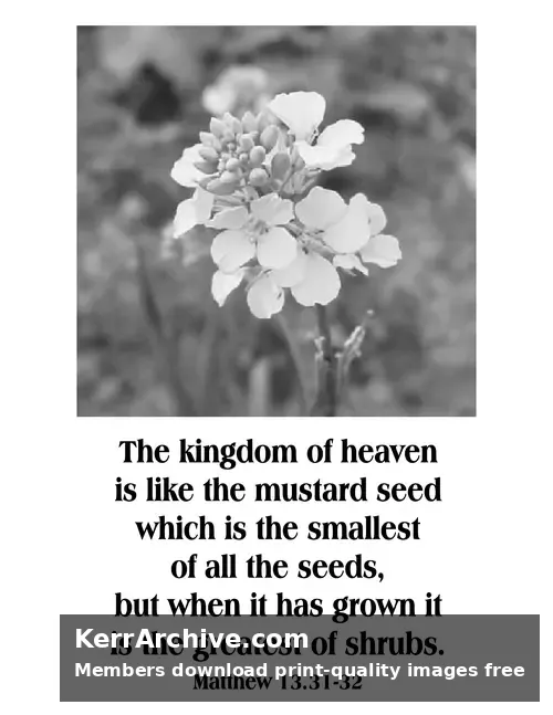 Year A After Pentecost Proper 12 — Matthew 13:31-32 (grayscale)