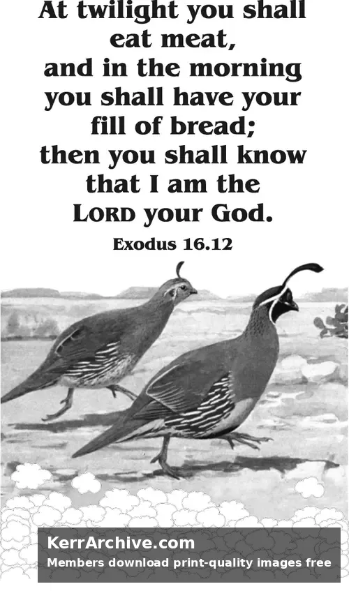 Year B After Pentecost Proper 13 (grayscale)