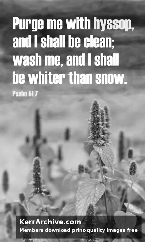 Year B After Pentecost Proper 13 — Psalms 51:7 (grayscale)