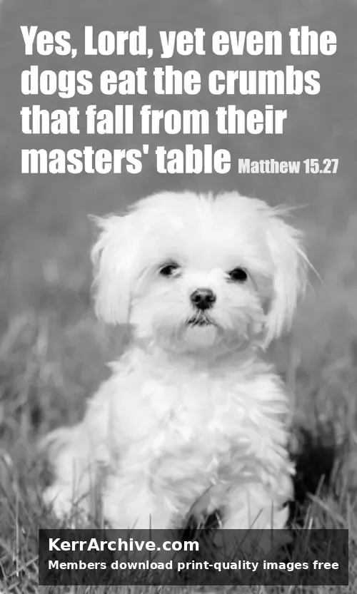 Year A After Pentecost Proper 15 — Matthew 15:27 (grayscale)