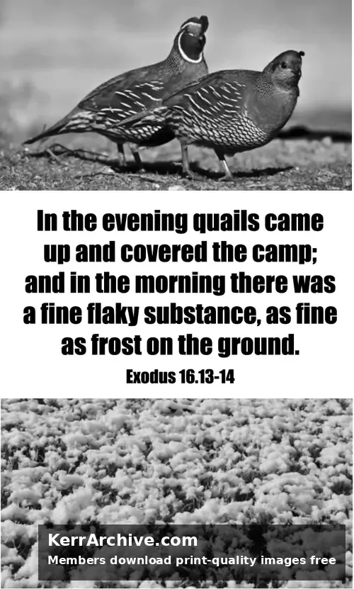 Year A After Pentecost Proper 20 — Exodus 16:13 14 (grayscale)