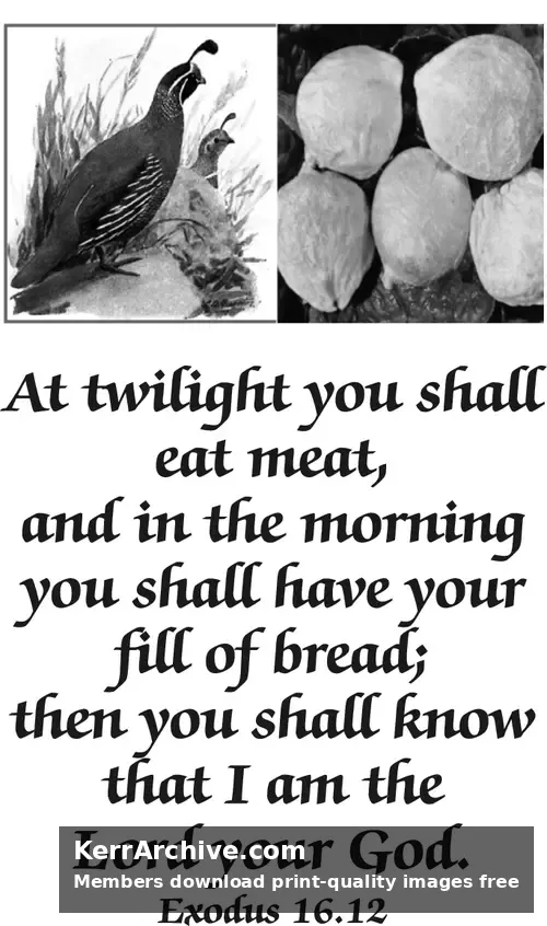 Year A After Pentecost Proper 20 (grayscale)