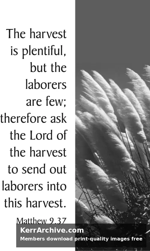 Year A After Pentecost Proper 6 (grayscale)