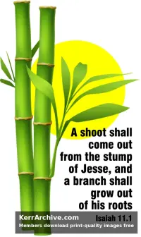 Year A Advent Second Sunday — Isaiah 11:1