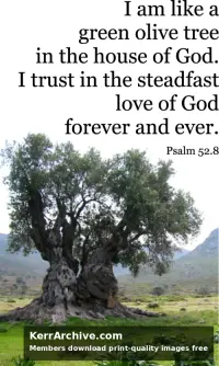 Year C After Pentecost Proper 11 — Psalms 52:8