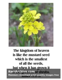 Year A After Pentecost Proper 12 — Matthew 13:31-32