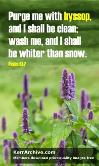 Year B After Pentecost Proper 13 — Psalms 51:7