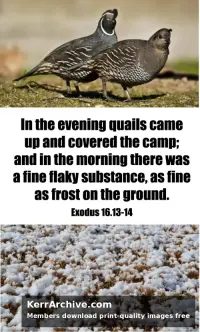 Year A After Pentecost Proper 20 — Exodus 16:13 14