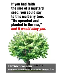 Year C After Pentecost Proper 22 — Luke 17:6